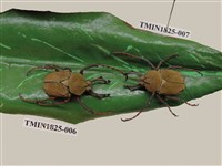 藏品(台灣角金龜)的圖片